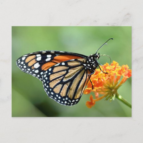 Monarch butterfly feeding on flower postcard