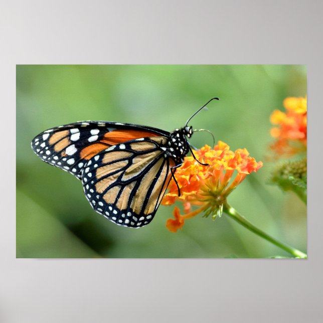 Monarch butterfly feeding on flower poster (Front)