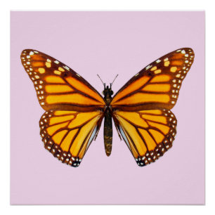 Monarch Butterfly Garden Nature Wall Art