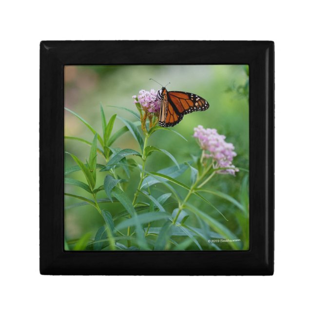 Monarch Butterfly Gift Box (Front)