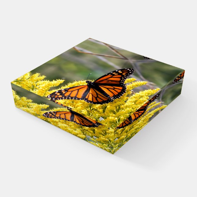 Monarch Butterfly Glass Paperweight (Angled)