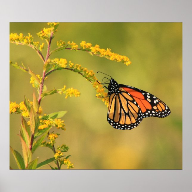 Monarch Butterfly Goldenrod Poster (Front)