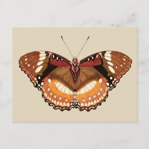 Monarch Butterfly in Brown, Rust and Cream Postcard