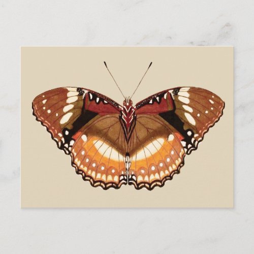 Monarch Butterfly in Brown Rust and Cream Postcard