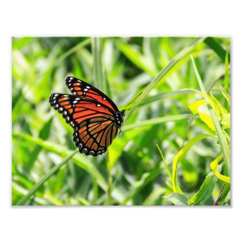 Monarch Butterfly in Flight Photo Print