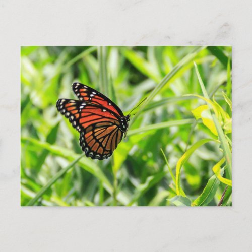 Monarch Butterfly in Flight Postcard