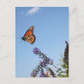 Monarch Butterfly In Flight Postcard by erinphotodesign at Zazzle