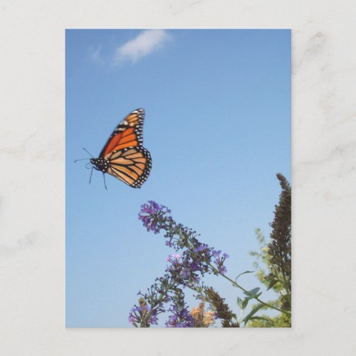 Monarch butterfly in flight postcard