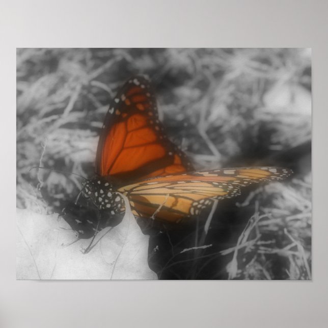 Monarch Butterfly In Partial Color Nature Poster (Front)
