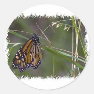 Monarch Butterfly in the Grass Classic Round Sticker