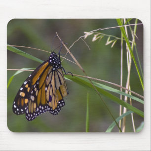 Monarch Butterfly in the Grass Mouse Pad