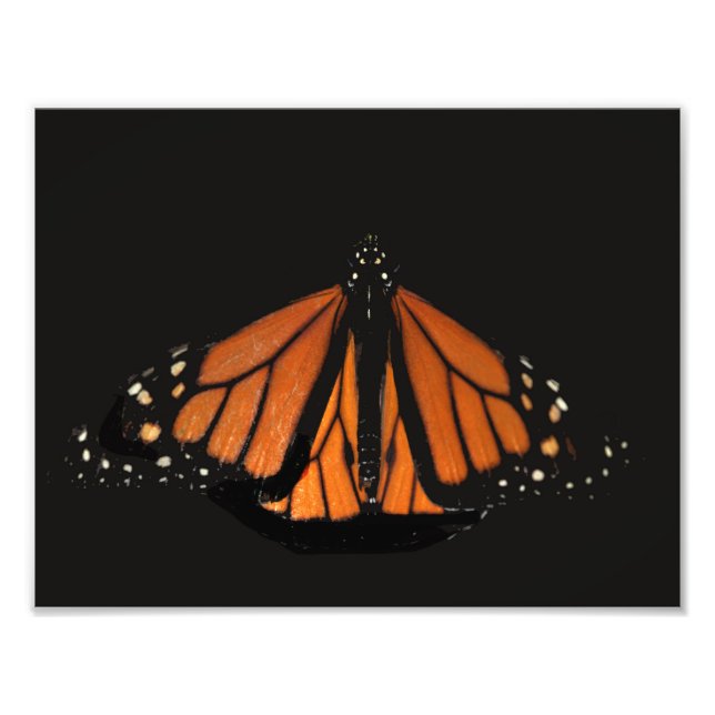 Monarch Butterfly  in the key of Orange Photo Print (Front)