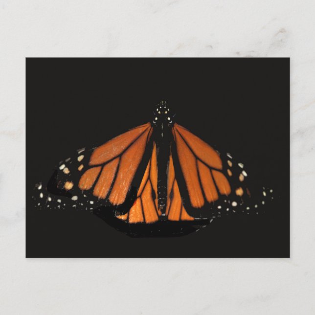 Monarch Butterfly  in the key of Orange Postcard (Front)
