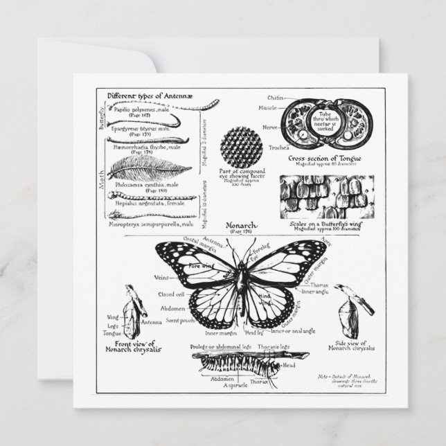 Monarch Butterfly Information Invitation (Front)