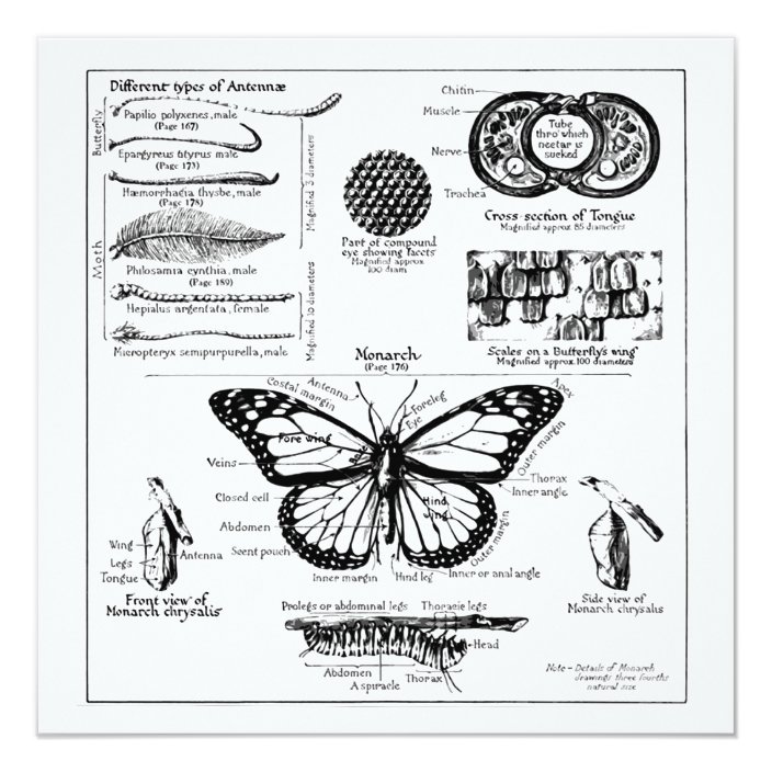 Metamorphosis Butterfly Caterpillar Drawing Stock Illustration - Download  Image Now - iStock