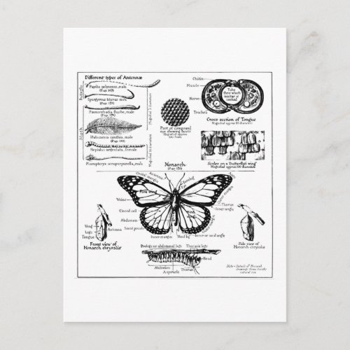 Monarch Butterfly Information Postcard