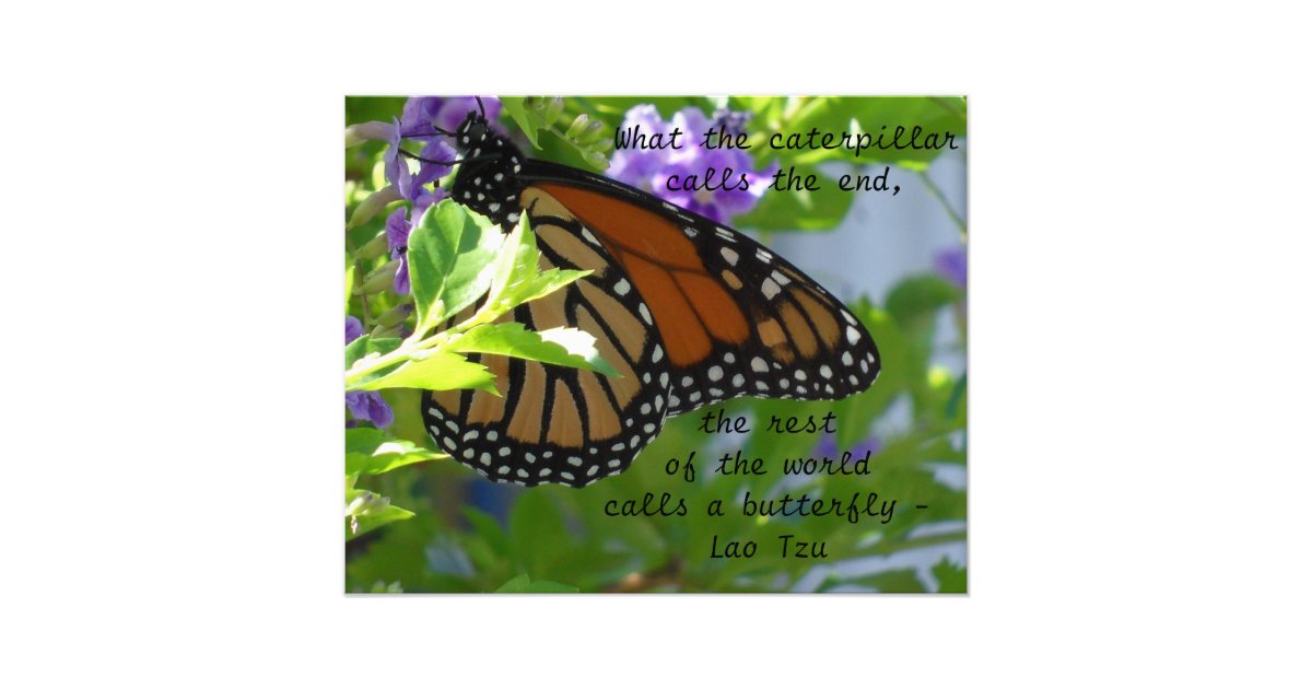 Monarch Butterfly Inspirational Quote Poster | Zazzle