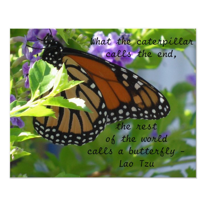 Monarch Butterfly Inspirational Quote Poster | Zazzle.com