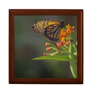 Monarch Butterfly Jewelry Box