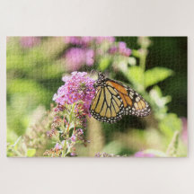 Monarch Butterfly