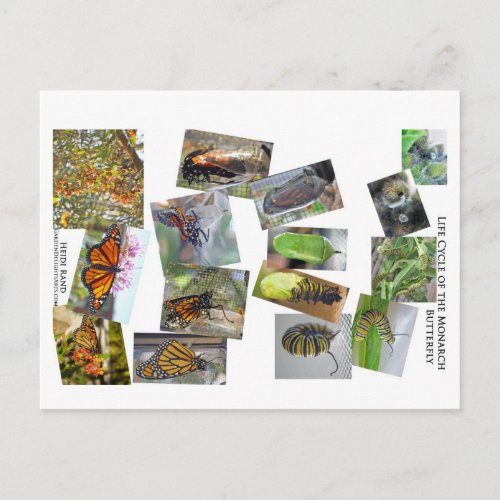 Monarch butterfly Life Cycle Postcard