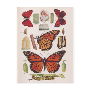 Monarch Butterfly Life Cycle  Postcard