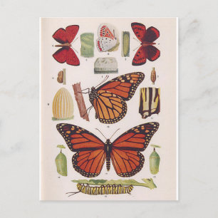 Monarch Butterfly Life Cycle  Postcard