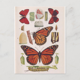 Monarch Butterfly Life Cycle Postcard