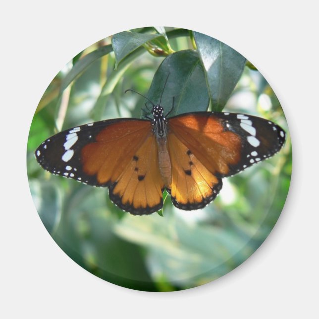 Monarch Butterfly Magnet (Front)