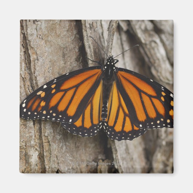 Monarch Butterfly Magnet (Front)