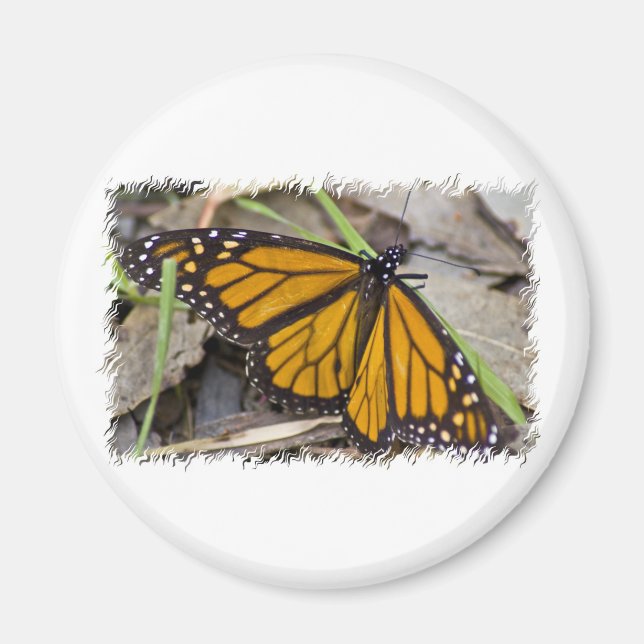 Monarch Butterfly Magnet (Front)