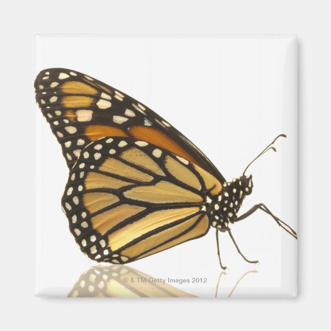 Monarch butterfly magnet (Front)