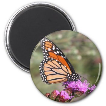 Monarch Butterfly Magnet by toots1 at Zazzle