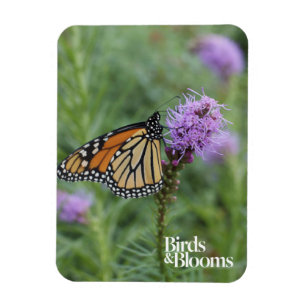 Monarch Butterfly Magnet