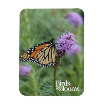Monarch Butterfly Magnet by birdsandblooms at Zazzle