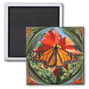 Monarch Butterfly ~ Magnet by Andy2302 at Zazzle