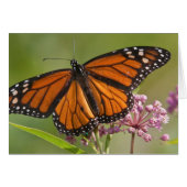 Monarch Butterfly male on Swamp Milkweed (Front Horizontal)