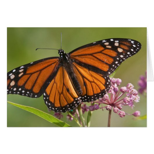Monarch Butterfly male on Swamp Milkweed (Front Horizontal)
