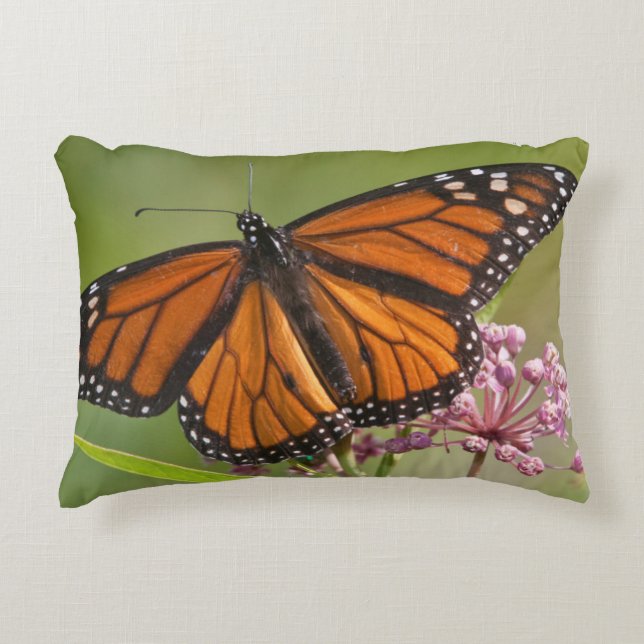 Monarch Butterfly male on Swamp Milkweed Accent Pillow (Front)