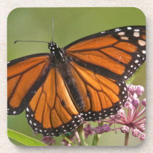 Monarch Butterfly male on Swamp Milkweed Beverage Coaster