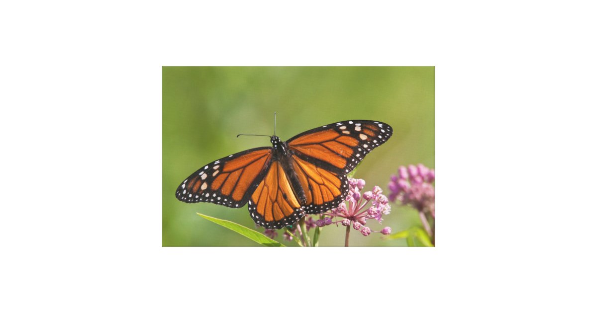 Monarch Butterfly male on Swamp Milkweed Canvas Print | Zazzle