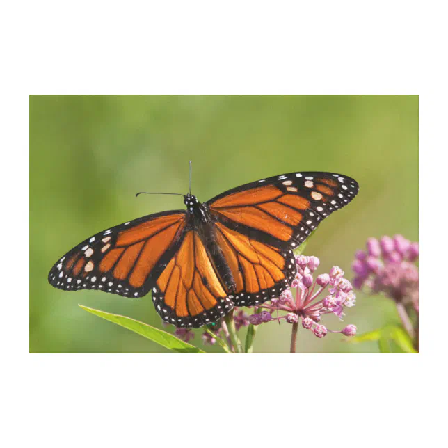 Monarch Butterfly male on Swamp Milkweed Canvas Print | Zazzle