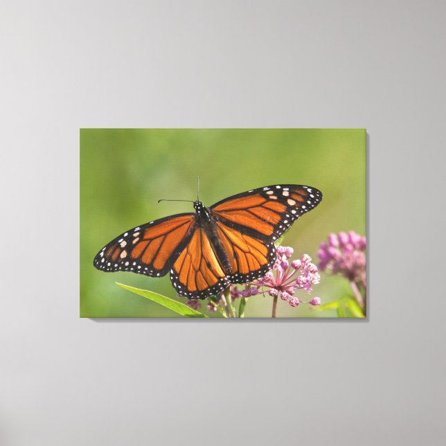 Monarch Butterfly male on Swamp Milkweed Canvas Print (Front)