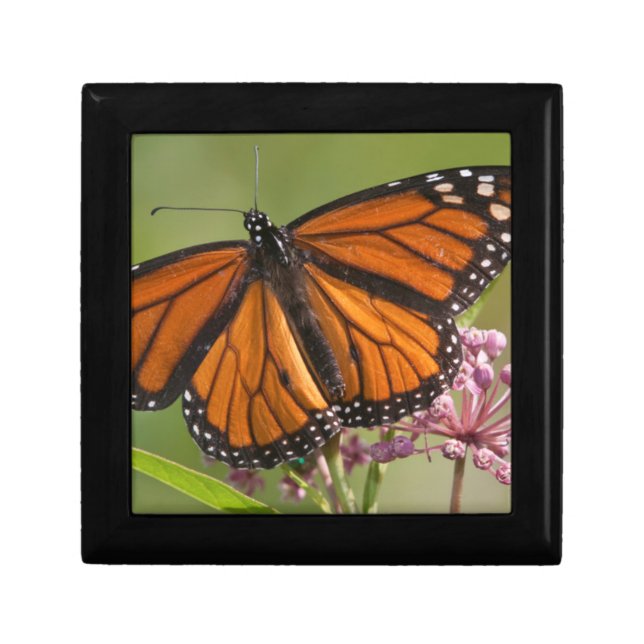 Monarch Butterfly male on Swamp Milkweed Gift Box (Front)