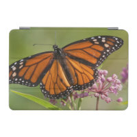 Monarch Butterfly male on Swamp Milkweed