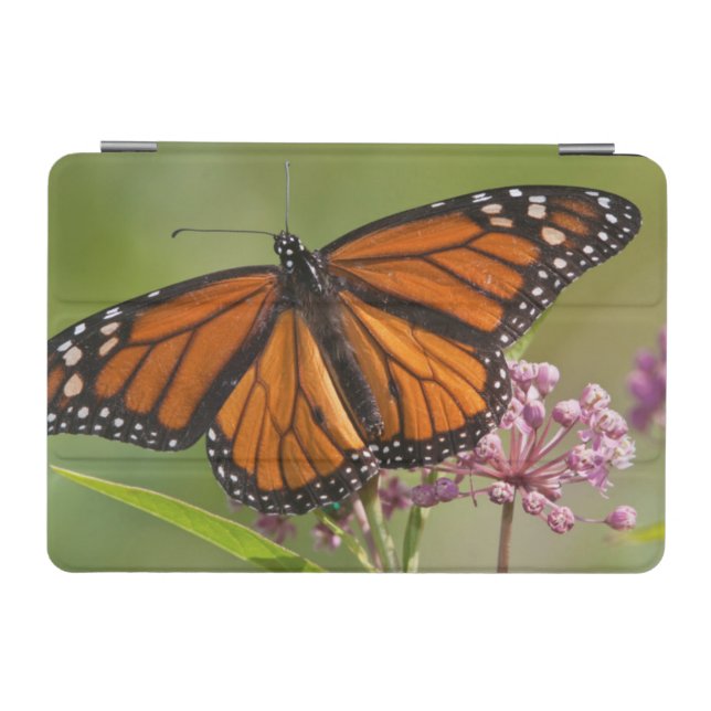 Monarch Butterfly male on Swamp Milkweed iPad Mini Cover (Horizontal)