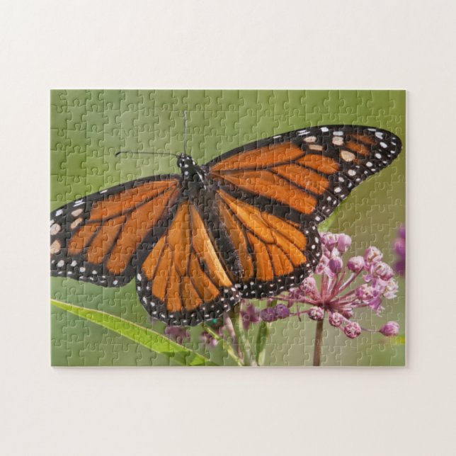 Monarch Butterfly male on Swamp Milkweed Jigsaw Puzzle (Horizontal)