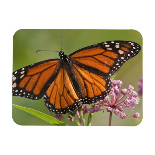 Monarch Butterfly male on Swamp Milkweed Magnet