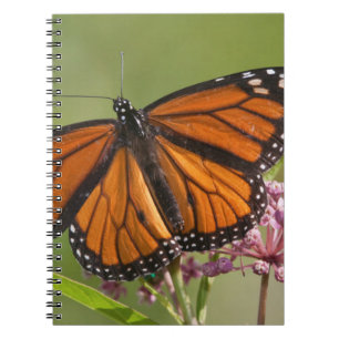 Monarch Butterfly male on Swamp Milkweed Notebook