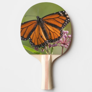 Monarch Butterfly male on Swamp Milkweed Ping-Pong Paddle